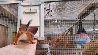 Ein rotes Eichhörnchen sitzt auf einer Holzplanke und schaut in die Kamera. Im Hintergrund ist ein metallener Käfig zu sehen.