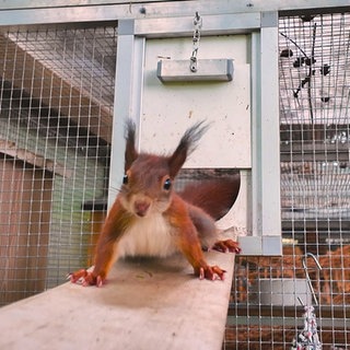 Ein rotes Eichhörnchen sitzt auf einer Holzplanke und schaut in die Kamera. Im Hintergrund ist ein metallener Käfig zu sehen.