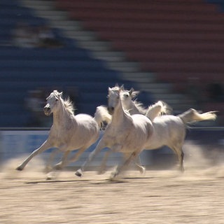 Vier weiße Araberstuten des Gestüts Marbach laufen auf einem Sandboden in einem Stadion. Im Hintergrund sind rot-weiß-blaue Sitzplätze zu sehen.