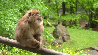 Ein Berberaffe sitzt auf dem Affenberg im Salem auf einem Holzzaun. Er hat braunes Fell und schaut nach rechts.