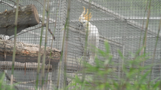 Orangehaubenkakadu im Zoo Karlsruhe