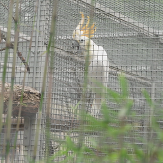 Orangehaubenkakadu im Zoo Karlsruhe