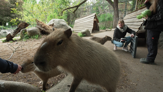 Capybaras im Zoo beim Füttern.