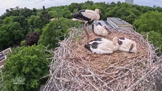Störche im Nest