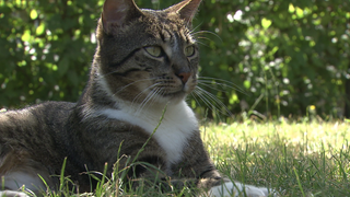 Kater Simba liegt auf einer Wiese