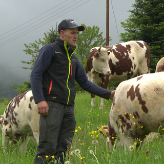 Landwirt streichelt Kühe auf der Weide