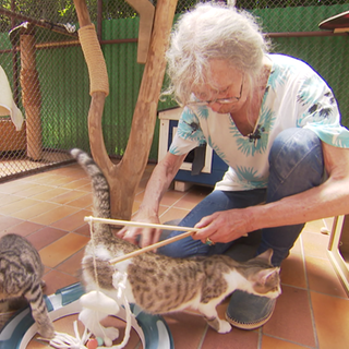 Susanne spielt mit Katzen im Tierheim Esslingen