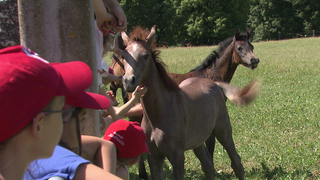 Kinderclub vom gestüt Marbach besucht die Fohlen auf der Weide