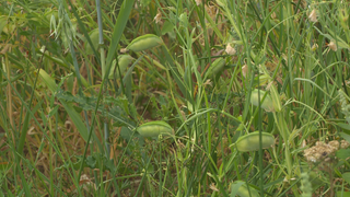 Platterbsenpflanzen auf einem Feld. 