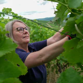Eine Frau beschneidet einen Rebstock im Weinberg. 