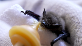 Ein Fledermaus-Baby wird gefüttert. 