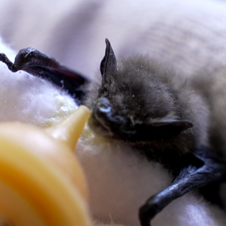 Ein Fledermaus-Baby wird gefüttert. 