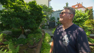 Ein Mann steht in einem Garten voller Bonsais. 
