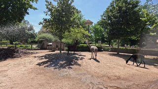 Die Alpakas im Karlsruher Zoo genießen die Sonne und eine Wasserdusche.