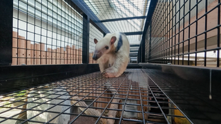 Ameisenbär im Zoo Karlsruhe