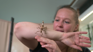 Eine Gespenstheuschrecke krabbelt über den Arm einer Insektensammlerin