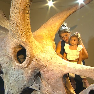 Ein Trizeratops-Schädel steht auf einem Podest im Museum in Holzmaden. Im Hintegrund steht eine Mutter, die ihr Kind auf dem Arm hat.