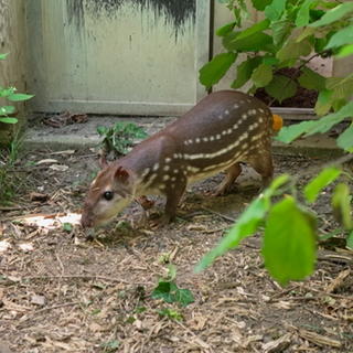 Ein Paka aus dem Zoo Karlsruhe.