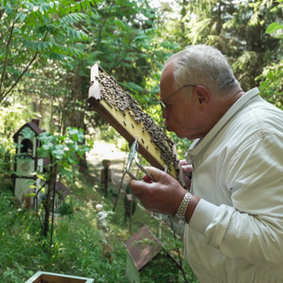 Ein Imker hält einen Rahmen voller Bienen in der Hand. Er täuscht einen Kuss in Richtung Bienen an.