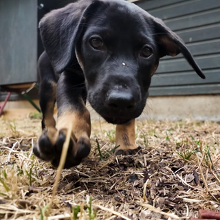 Hundewelpen im Tierheim Ludwigsburg