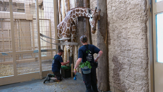Eine Giraffe im Zoo Karlsruhe wird geröngt