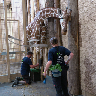 Eine Giraffe im Zoo Karlsruhe wird geröngt