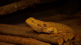 Bartagame im Tierheim Ludwigsburg
