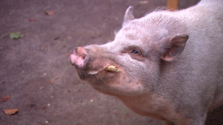 Hängebauchschwein Ludwig lebt auf der Etzelfarm in Stuttgart