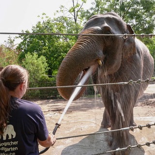 Ein Elefant wird von einer Tierpflegerin mit einem Schlauch abgeduscht. 