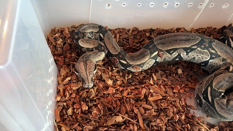 Würgeschlange Boa Constricor in einer Plastikkiste