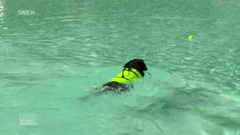 Hund mit Schwimmweste im Wasser