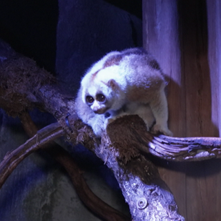 Plumplori im Zoo Karlsruhe