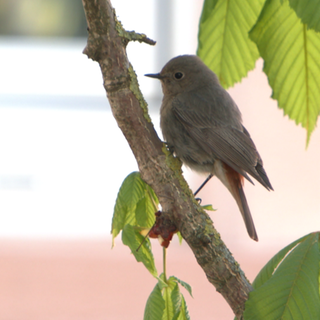GZW Vogel des Jahres