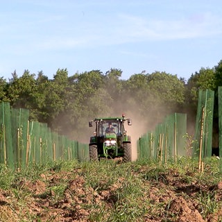 Traktor fährt auf einem Acker mit frischgepflanzte Bäumen