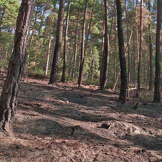 Zerstörter Waldboden nach dem Brand.