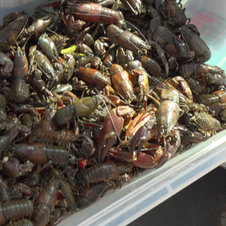 Signalkrebse gefährden heimische Tierwelt