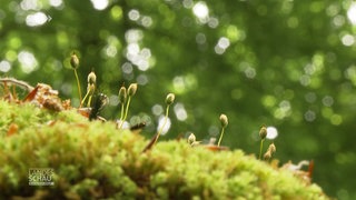 Nahaufnahme vom Waldboden