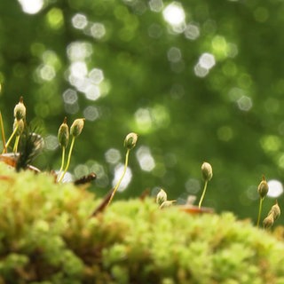 Nahaufnahme vom Waldboden