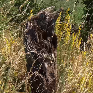 Kräuter umringen einen Baumstumpf