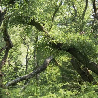 Moorbirken