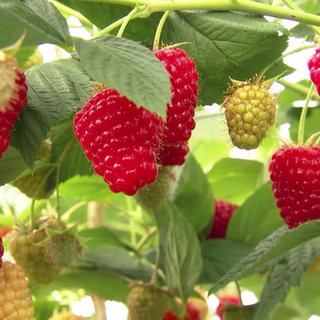 Die Himbeer-Ernte ist gestartet