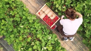 Erdbeeren in Offenbach