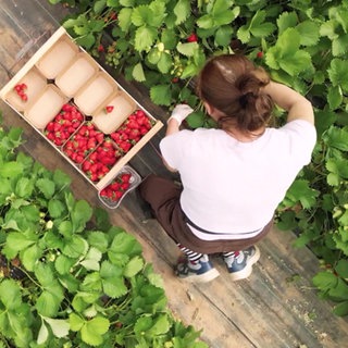 Erdbeeren in Offenbach
