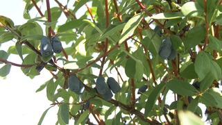 Exotischer Beerenstrauch