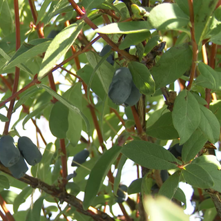 Exotischer Beerenstrauch