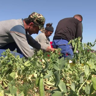 Erbsenernte in der Pfalz