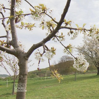 Kirschblüten-Hanami am Mittelrhein