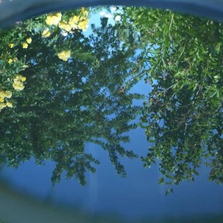 Eine Wasseroberfläche spiegelt verschiedene Bäume und Pflanzen