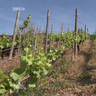 Reben an der Hauswand – mehr als nur Deko