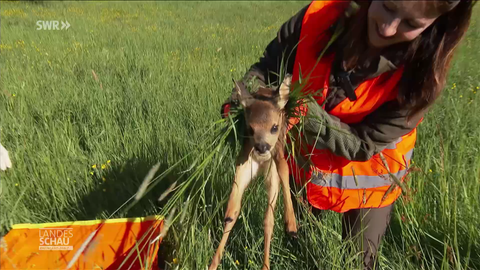 Rehkitz wird aus dem hohen Gras geholt